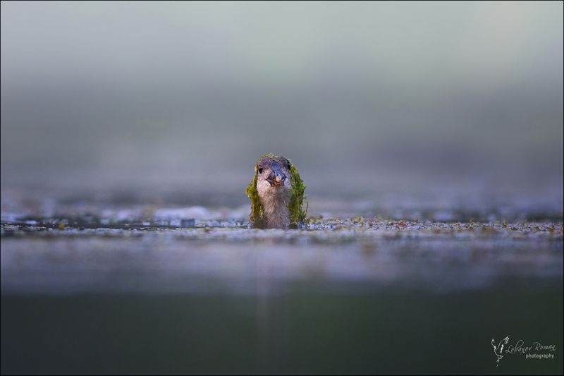 Джа-Джа Бинкс фото превью