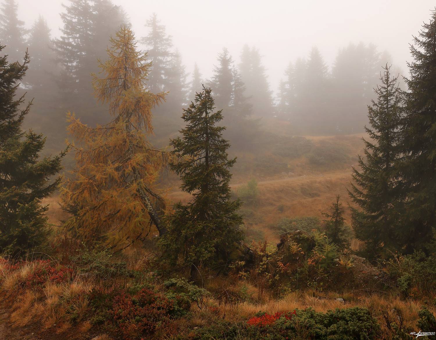 swiss, Матвеев Николай