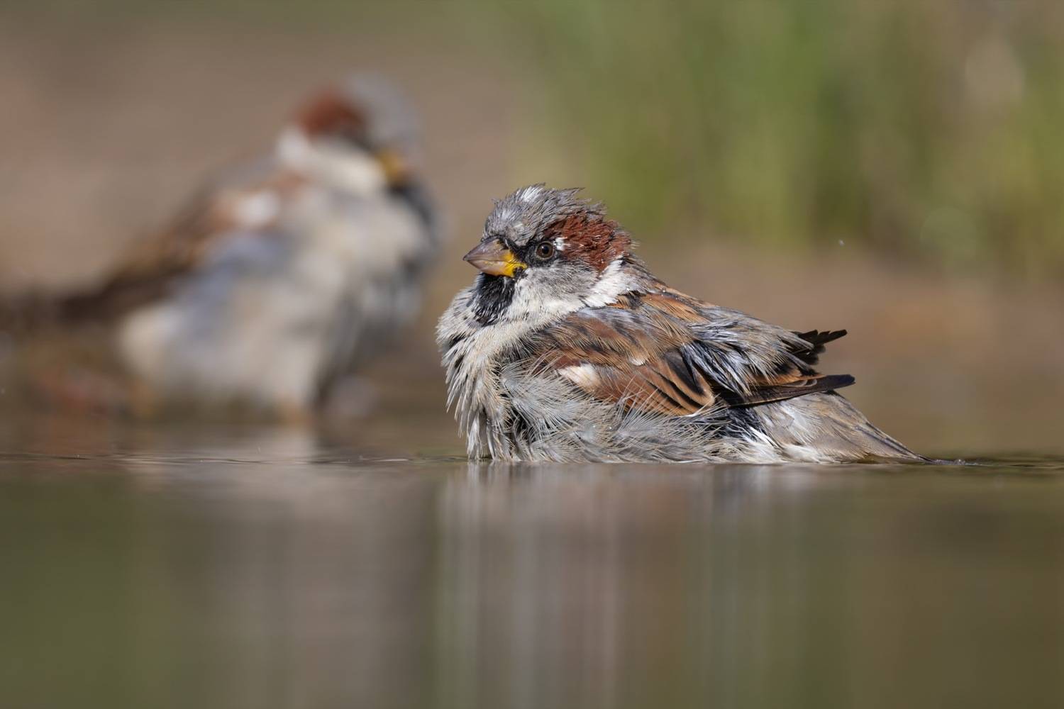 воробей, птицы, Руслан Pl