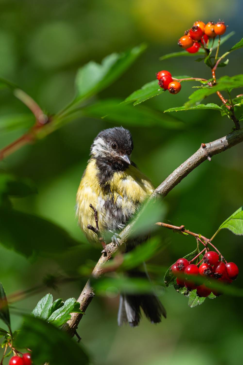 синица, синичка, большая синица, птица, птицы, новосибирск, лес, бор, лето, солнце, Воронов Денис