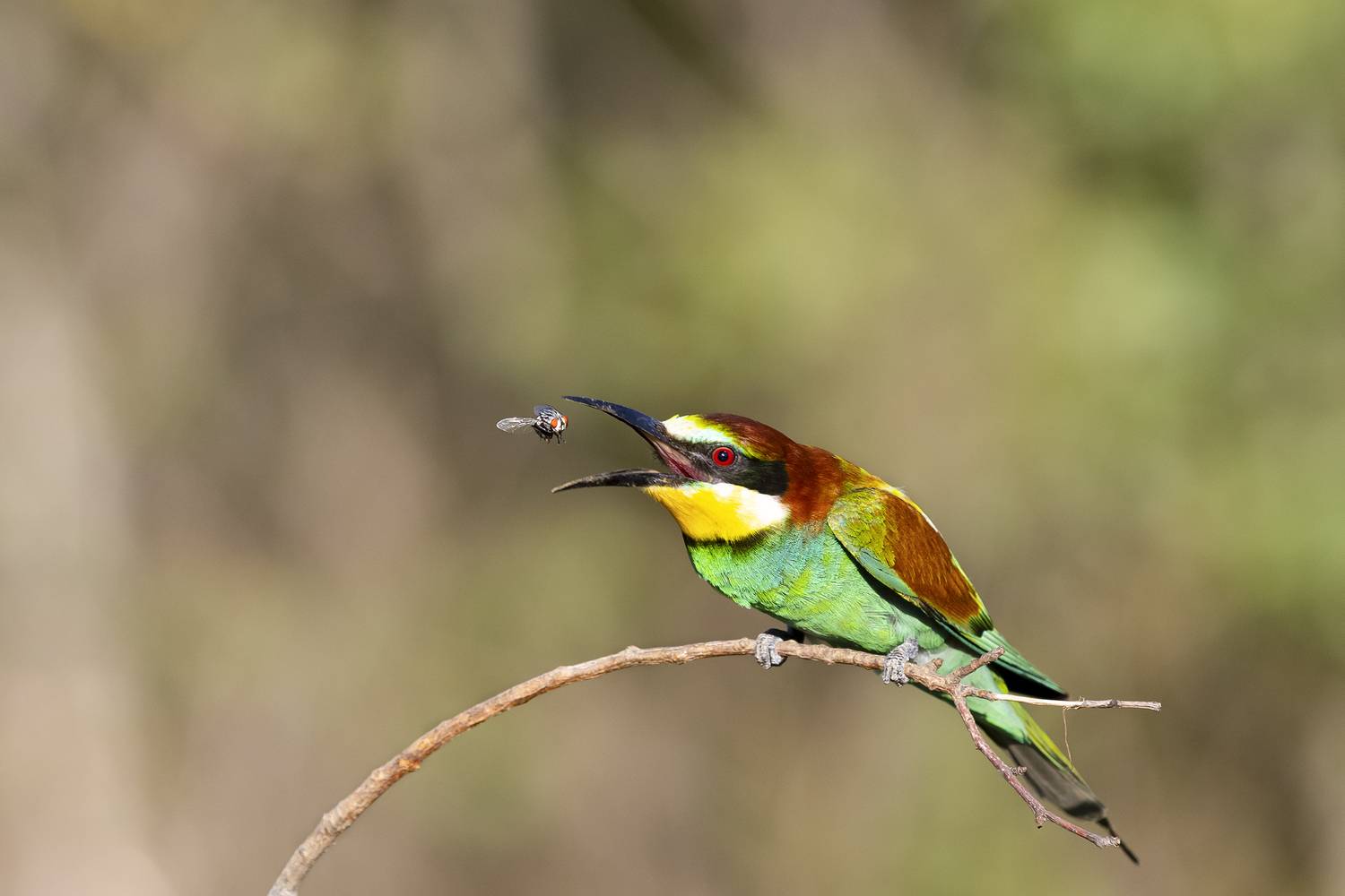 природа, Валерий Черняк