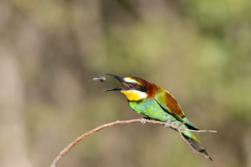 природа *** фото превью