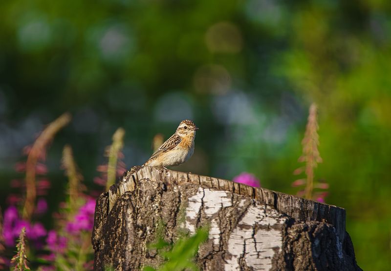 Луговой Чекан фото превью
