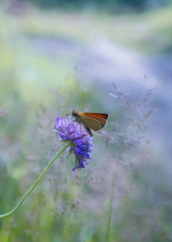 ... фото превью