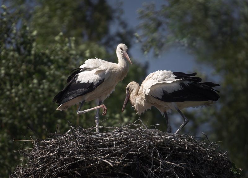 лес, свет, вечер, природа, аисты, птицы *** фото превью