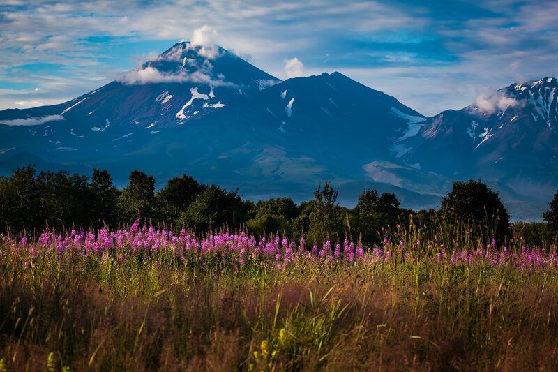 иван-чай, авачинский вулкан, камчатка, вечер Иван-чай фото превью