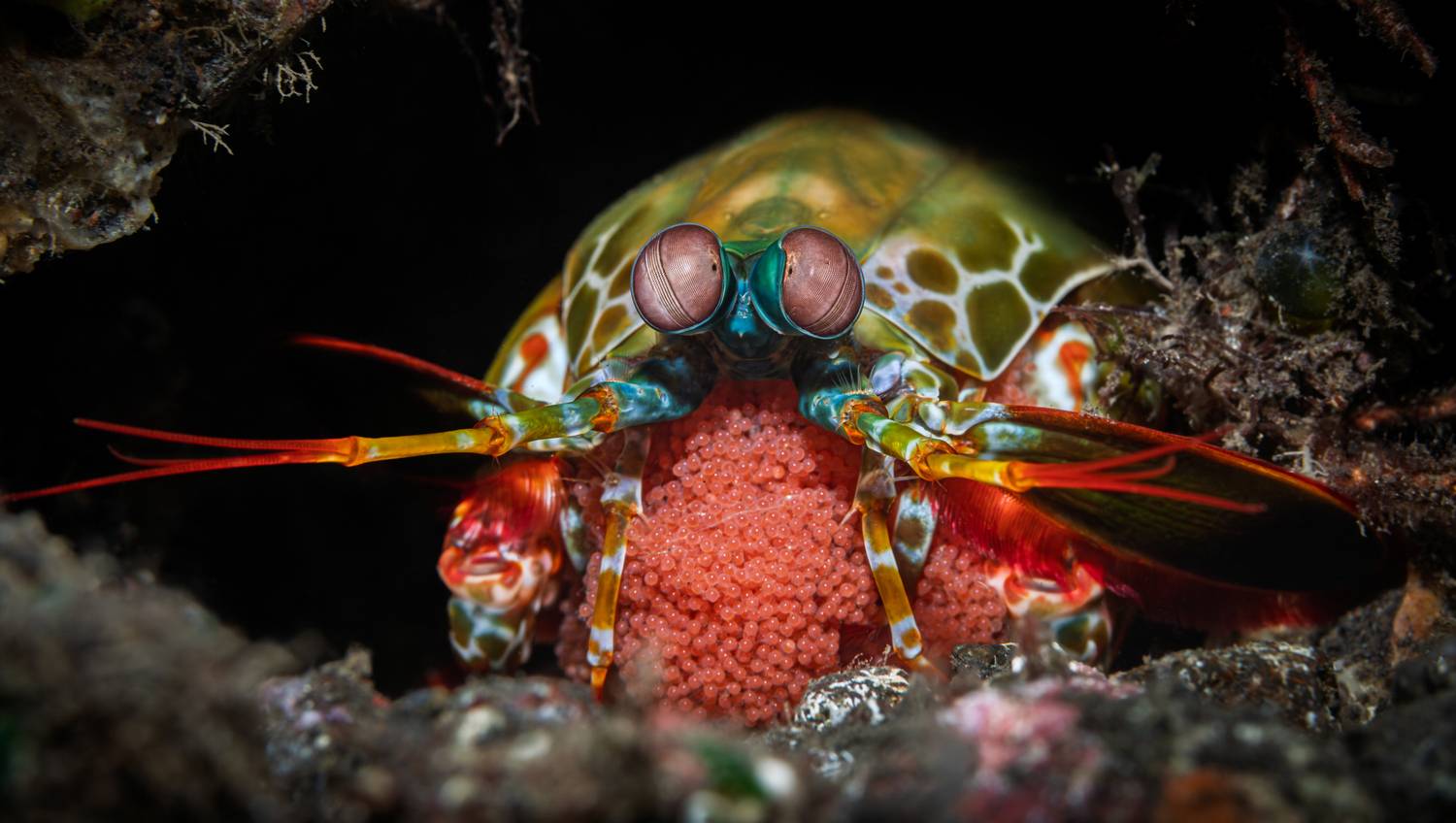 , Савин Андрей