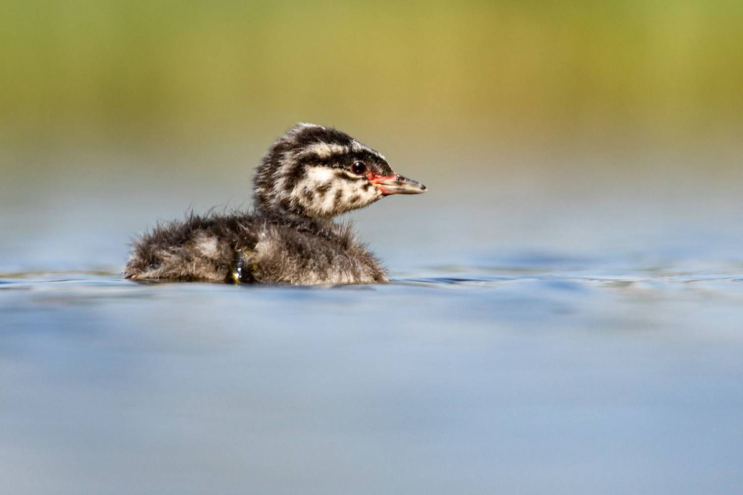 поганка, красношейная поганка, птенец, птицы, Руслан Pl