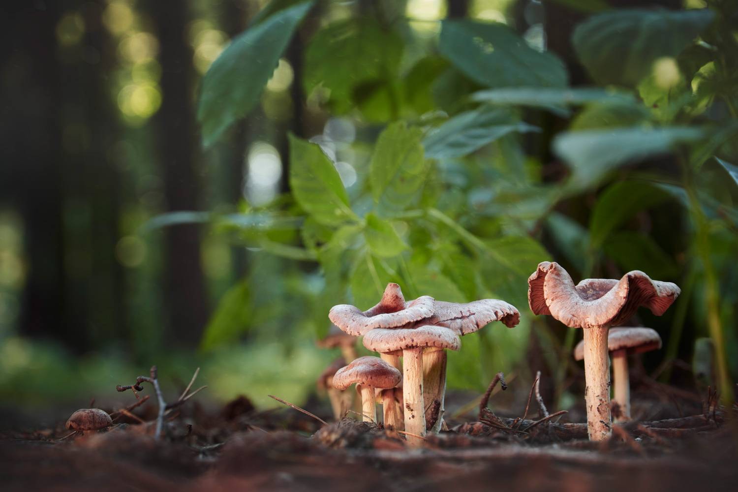 грибы, лес, Валерий Вождаев