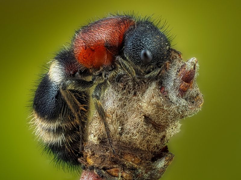 Оса Немка. фото превью