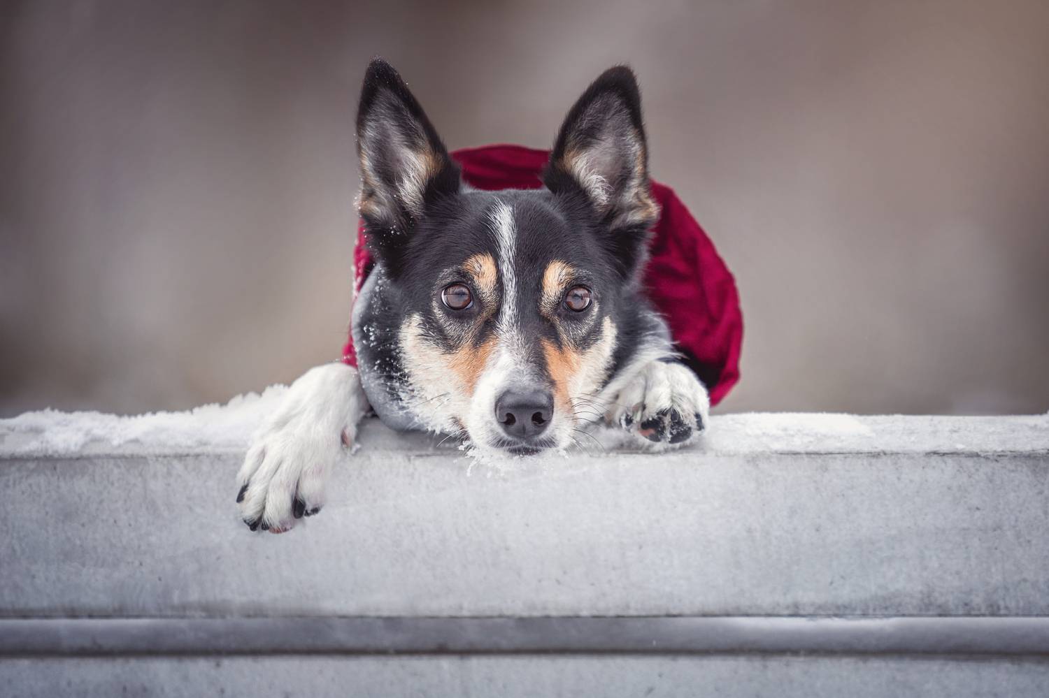 , Яна Нарбутович