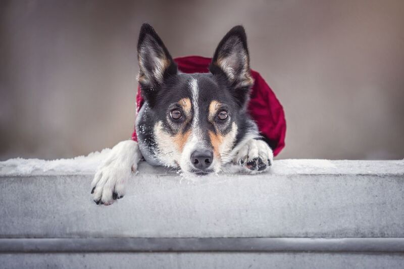 фото превью