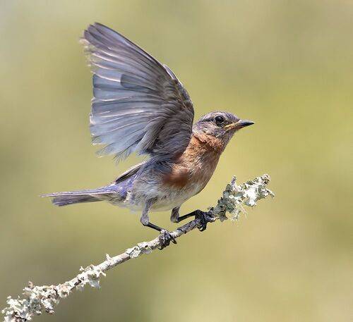 Eastern Bluebird, male -Восточная сиалия, самец