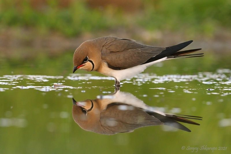 Тиркушка и зеркало фото превью