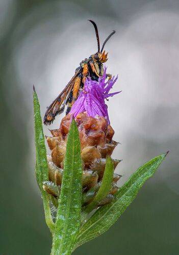 Стеклянница малинная