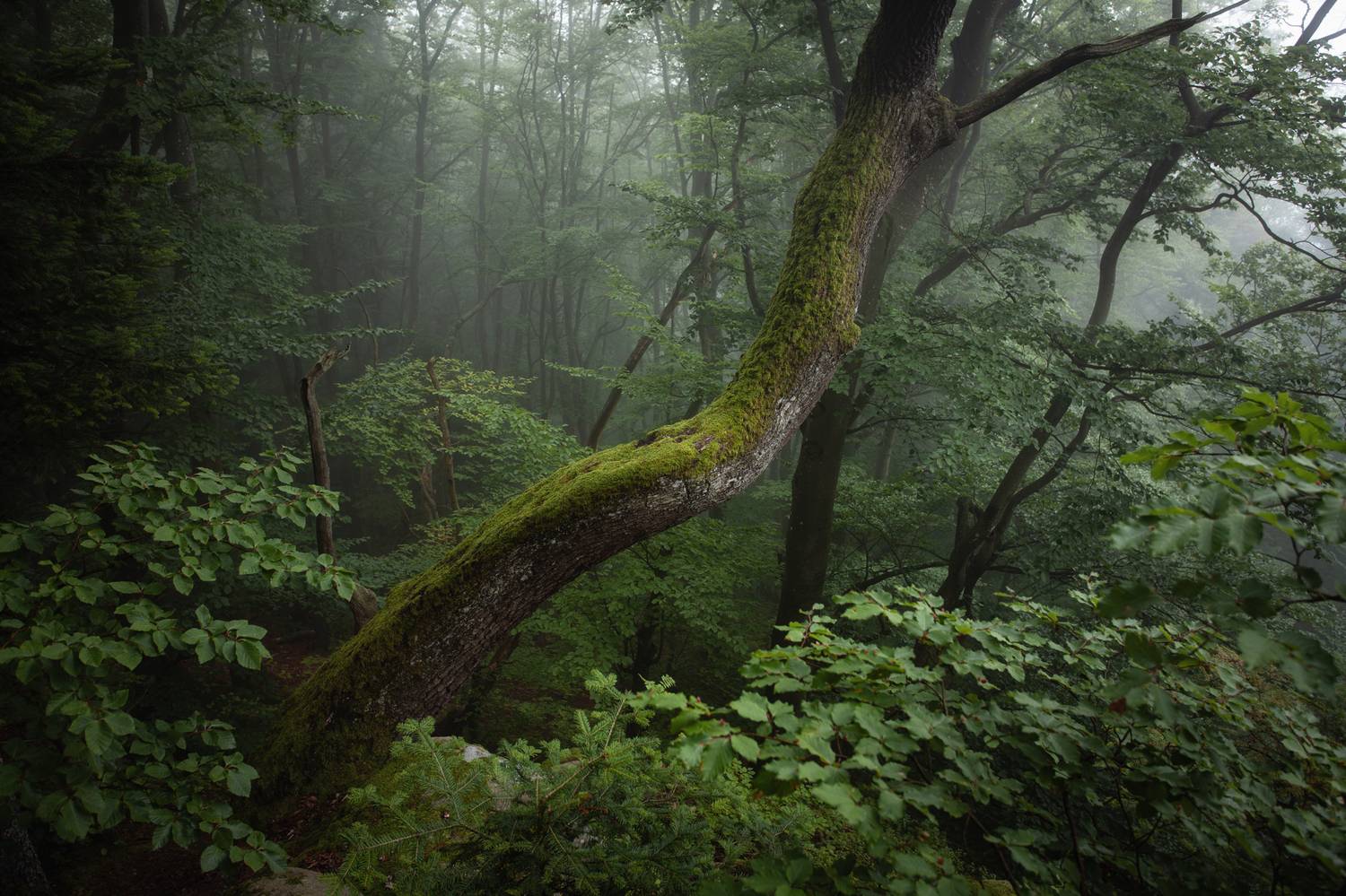 ,  Mirosław Pruchnicki