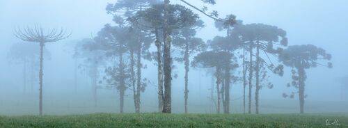 Giants in the fog