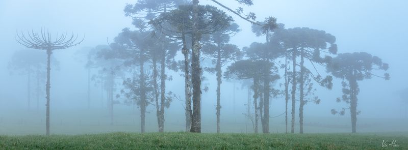 trees, fog, forest, mood, dream, blue Giants in the fog фото превью