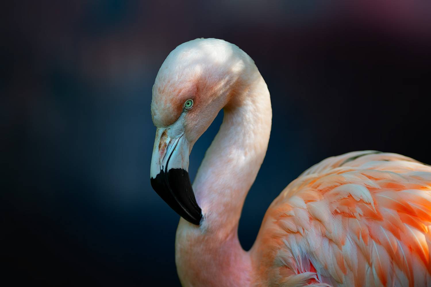 flamingo, bird, closeup,bird head, bird eye,, Gubski Alexander
