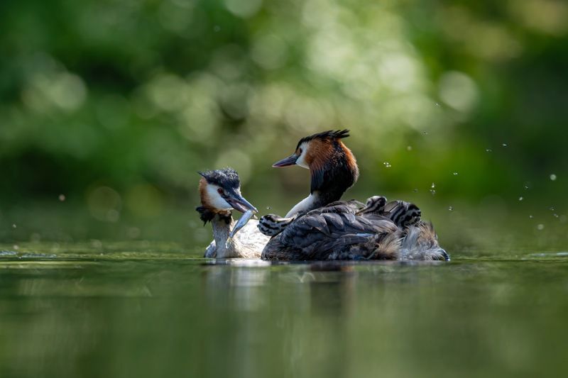 чомга, птенцы, птицы, поганка, большая поганка  фото превью