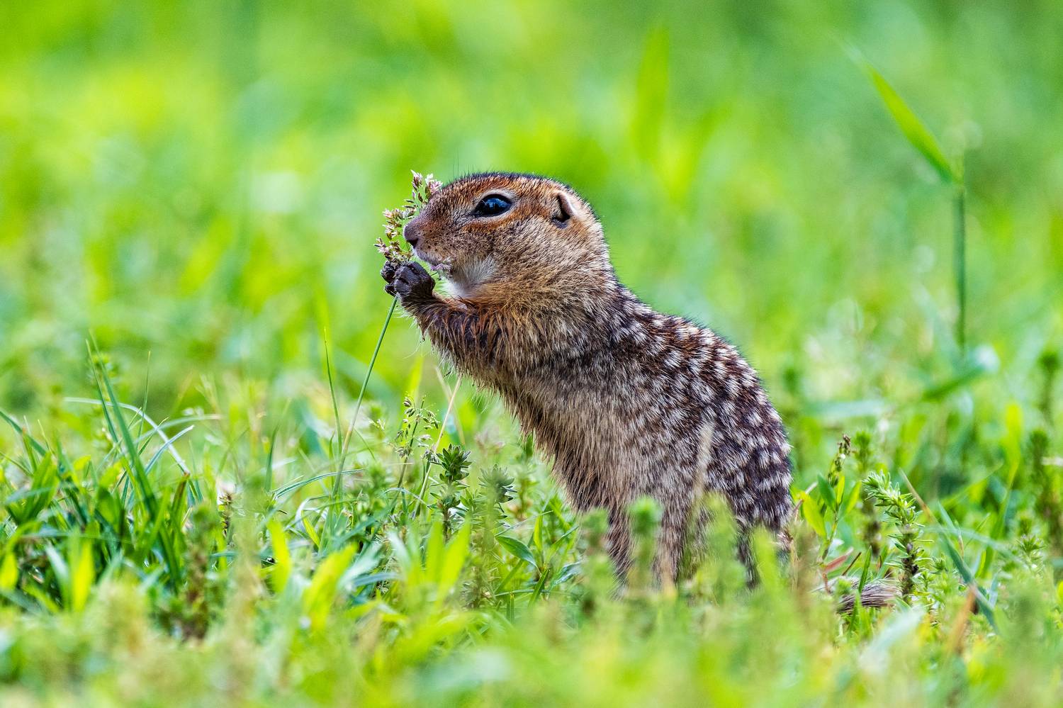 , Павел Ныриков