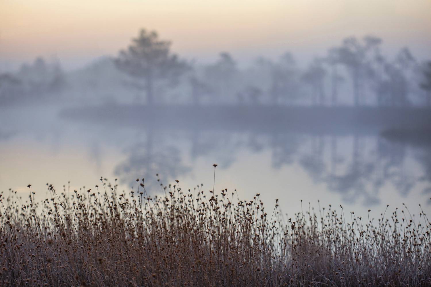 kemeri fog, Aleksandr