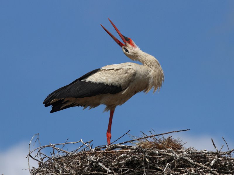 белый аист, аист, ciconia ciconia, white stork, stork Аист на гнезде фото превью