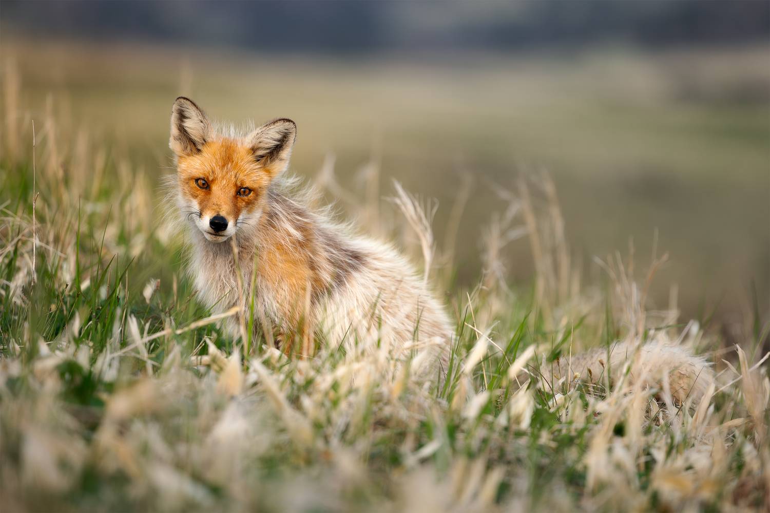 шикотан, сахалин, сахалинская область, курилы, курильские острова, kuril islands, far east, дальний восток, охотское море, южные курилы, shikotan, лиса, лисы, Телешов Александр