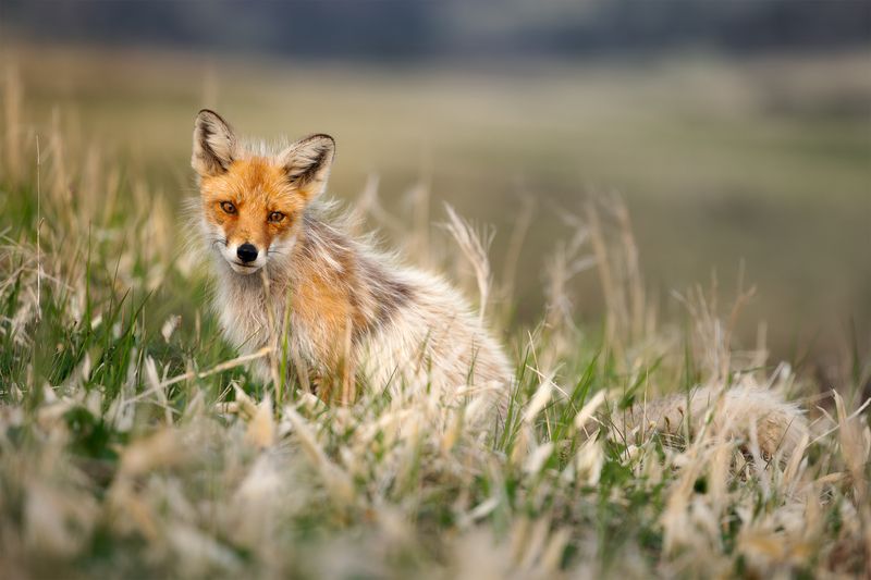 шикотан, сахалин, сахалинская область, курилы, курильские острова, kuril islands, far east, дальний восток, охотское море, южные курилы, shikotan, лиса, лисы Шикотанская лиса фото превью