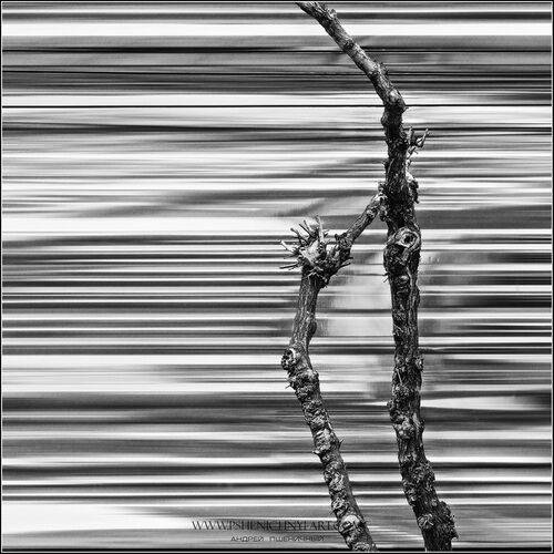 Силуэты жизни