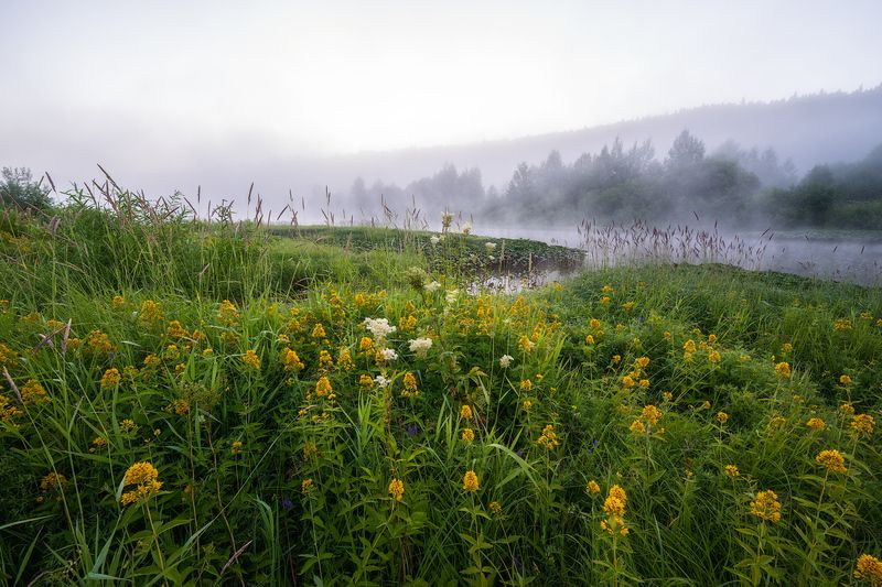 пермский край, пейзаж, рассвет, красота природы, поле, лето, река, природа, дикая природа, койва, лес, усть-койва Утро на Койве фото превью