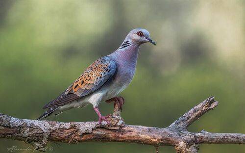 (Не)обыкновенная