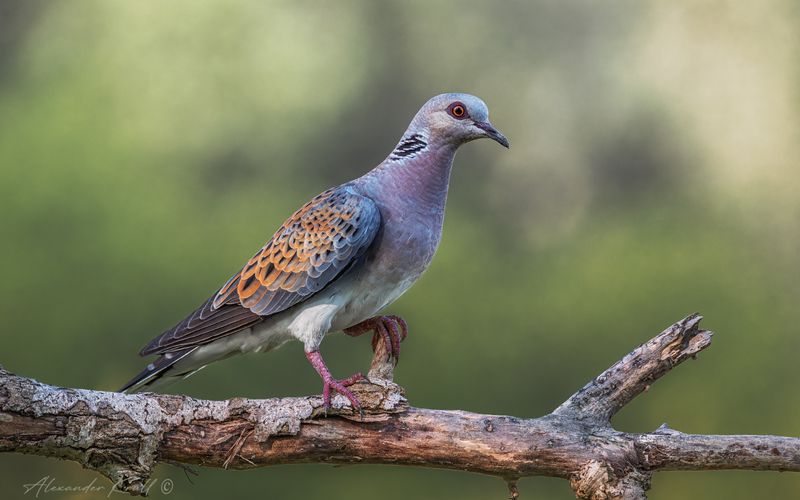 горлица, голубь, обыкновенная горлица, streptopelia turtur (Не)обыкновенная фото превью