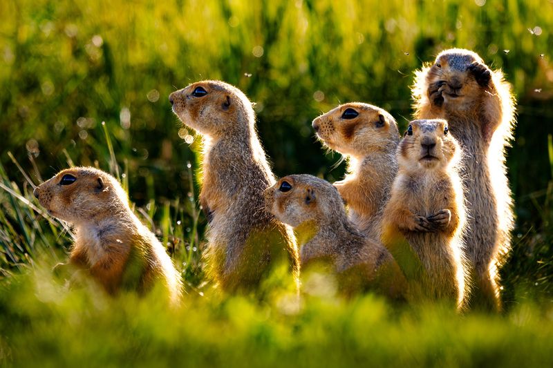 Семейный портрет сусликов ранним утром фото превью