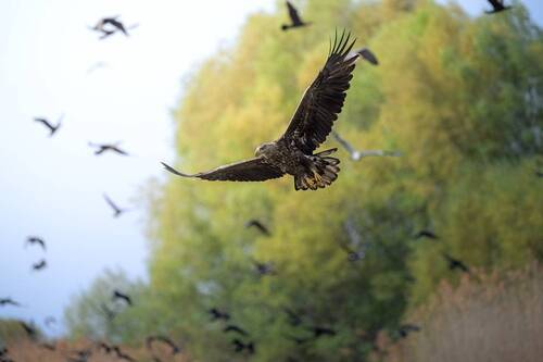 В море птиц