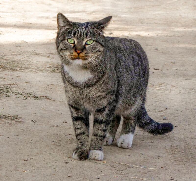 в белых кроссах по району  фото превью
