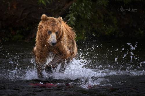 Медвежья рыбалка...