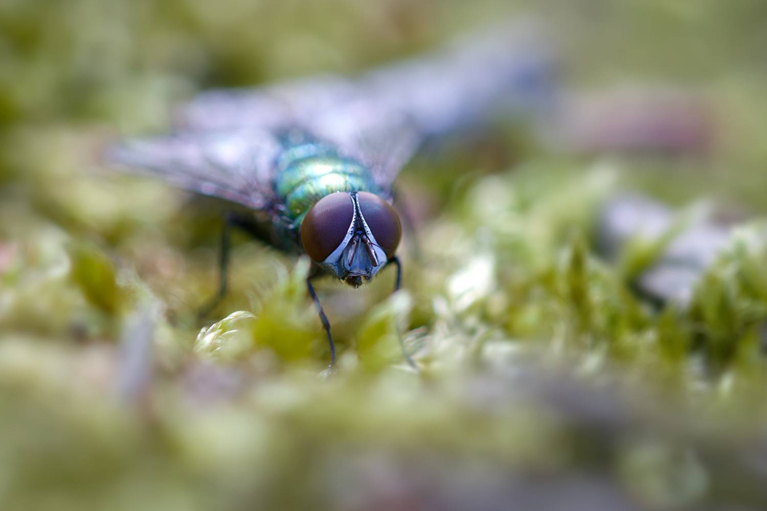 макро, муха, fly, macro, Хилько Марина