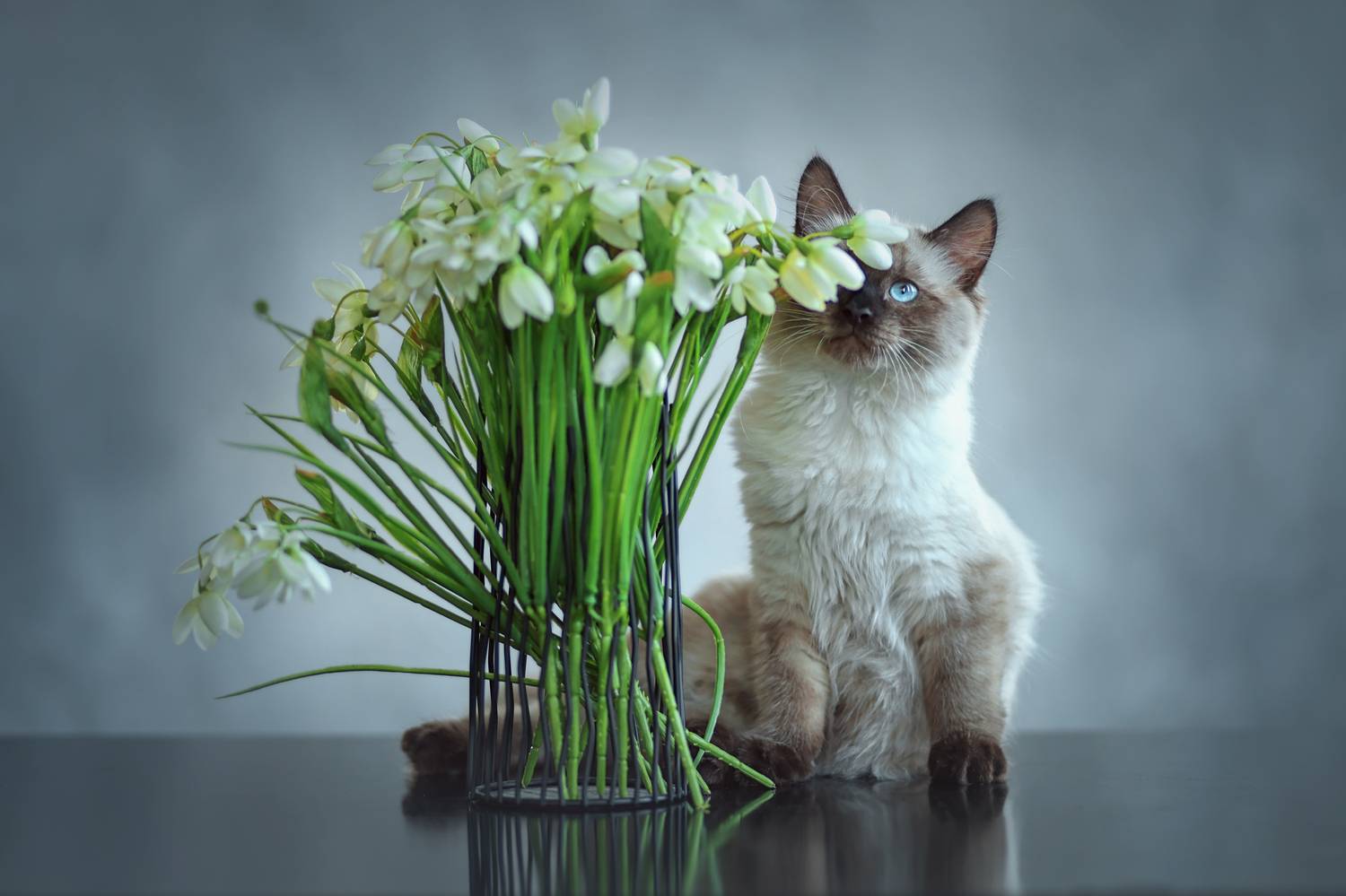 , Аден Аксинья