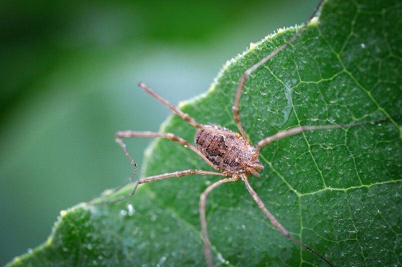 Сенокосец фото превью
