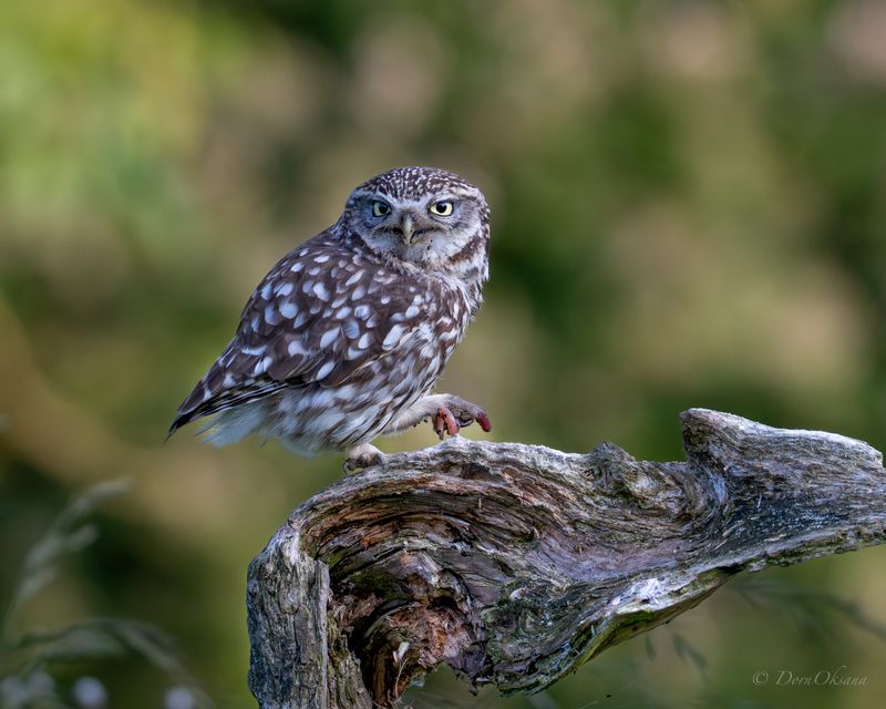 little owl домовой сыч, хищники, raptors, birds, of, prey, хищные, птицы, predators Эх, сейчас перекушу! фото превью
