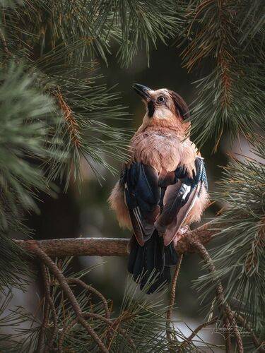 Сойка (кавказский подвид)