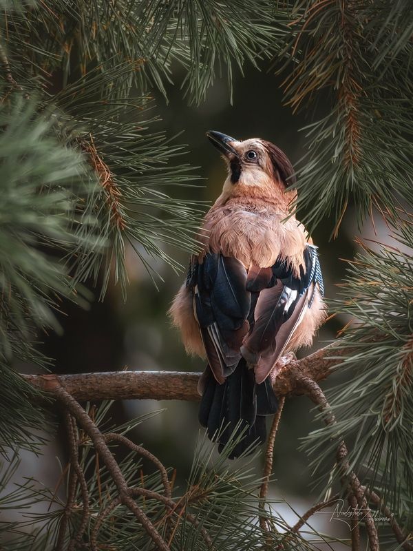 наблюдения за птицами, сойка кавказская, сойки, сойка, птицы, портреты птиц, эмоции, лето, лето2025 Сойка (кавказский подвид) фото превью