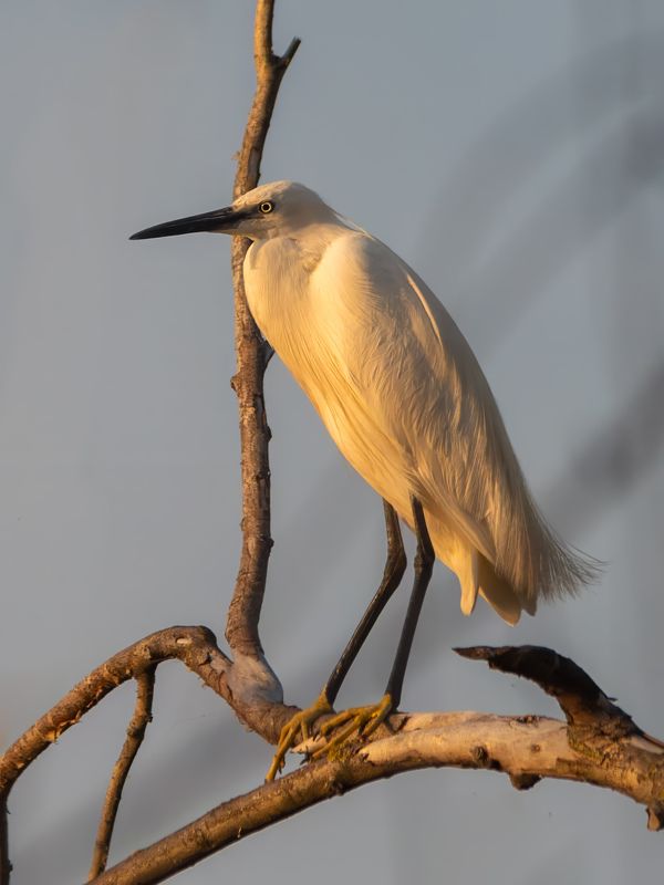 природа, птицы, животные, дикая природа, цапля, wildlife, nature, canon Малая белая цапля фото превью