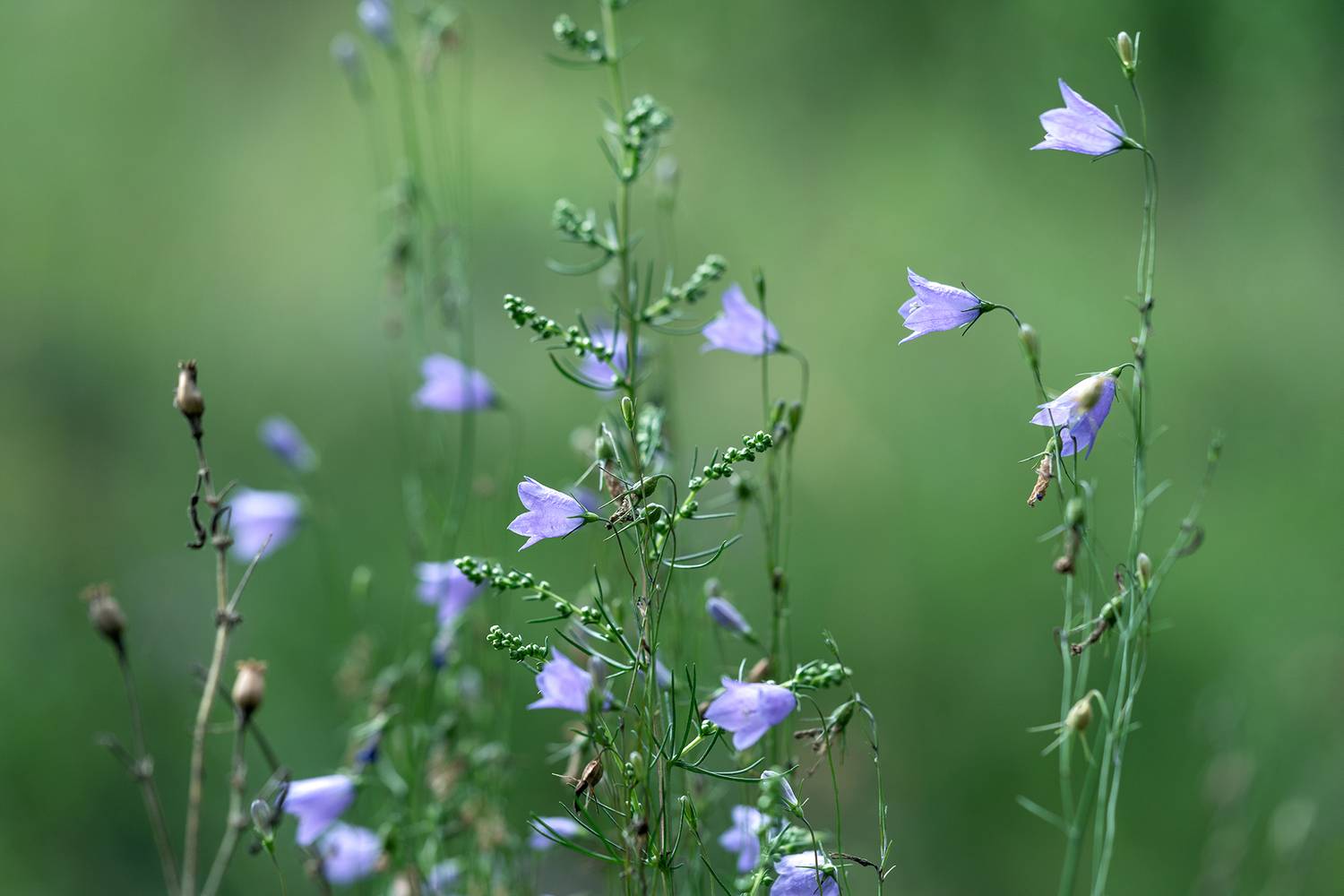 цветок, колокольчик, природа, флора, растение, Завьялова Людмила