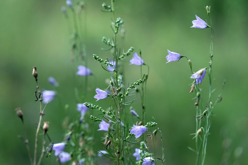 цветок, колокольчик, природа, флора, растение Цветики степные фото превью