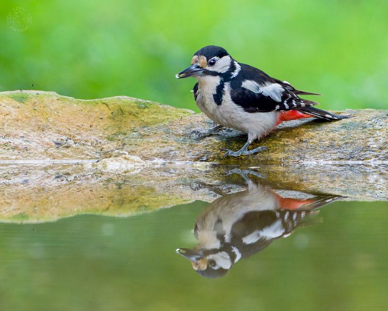Lens and Feathers фото превью