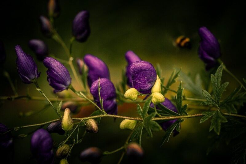 *** фото превью