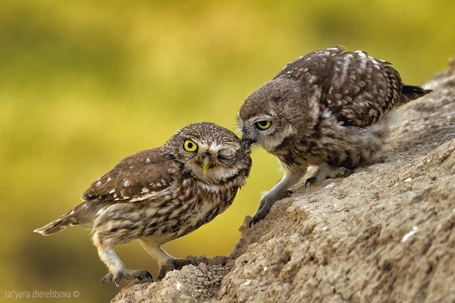 , Татьяна Жеребцова