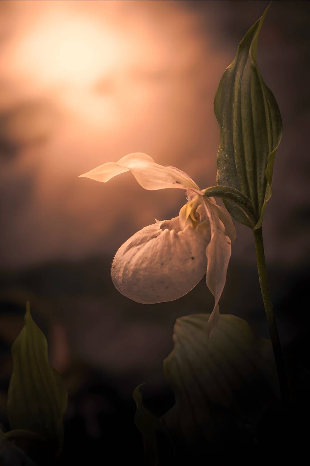 макро, macro, цветы, flowers, лето, summer, Julia Kaissa